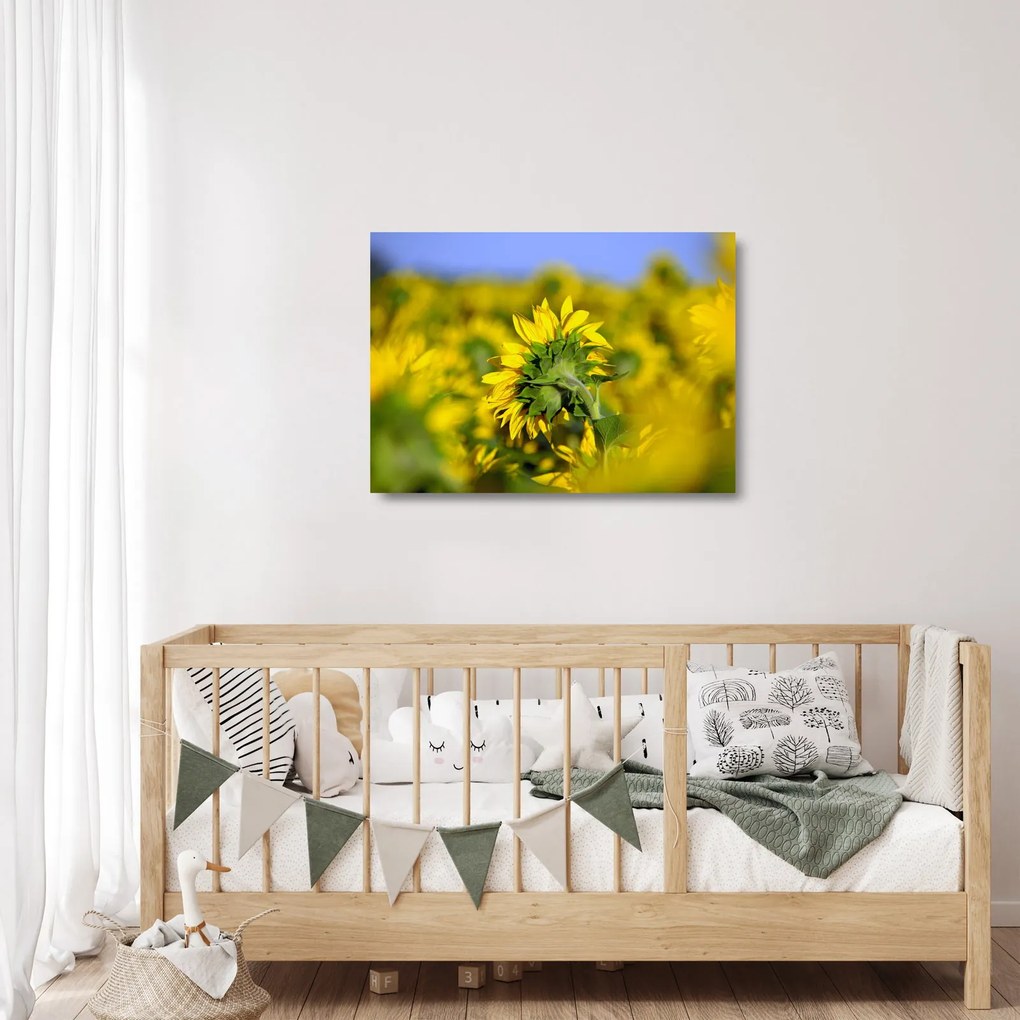 Obraz na szkle słonecznika (70x50 cm)