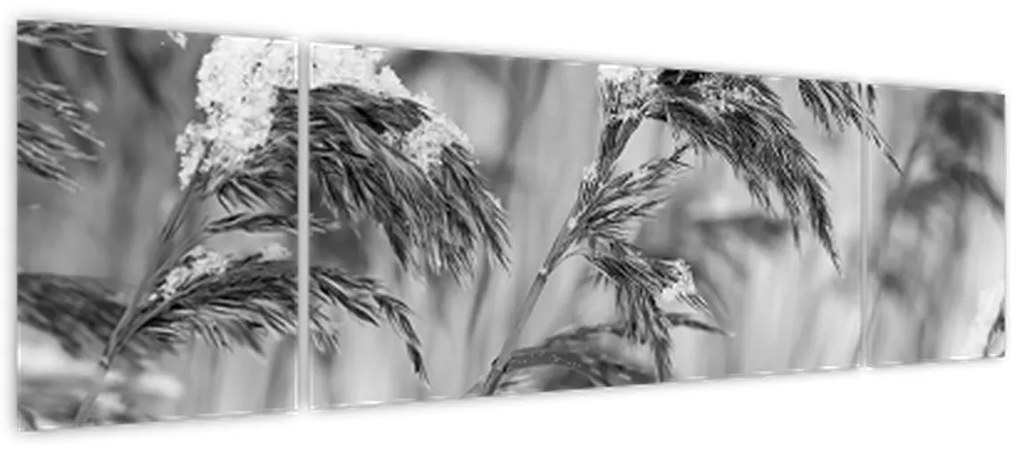 Obraz - Lipnice, czarno - biały (170x50 cm)