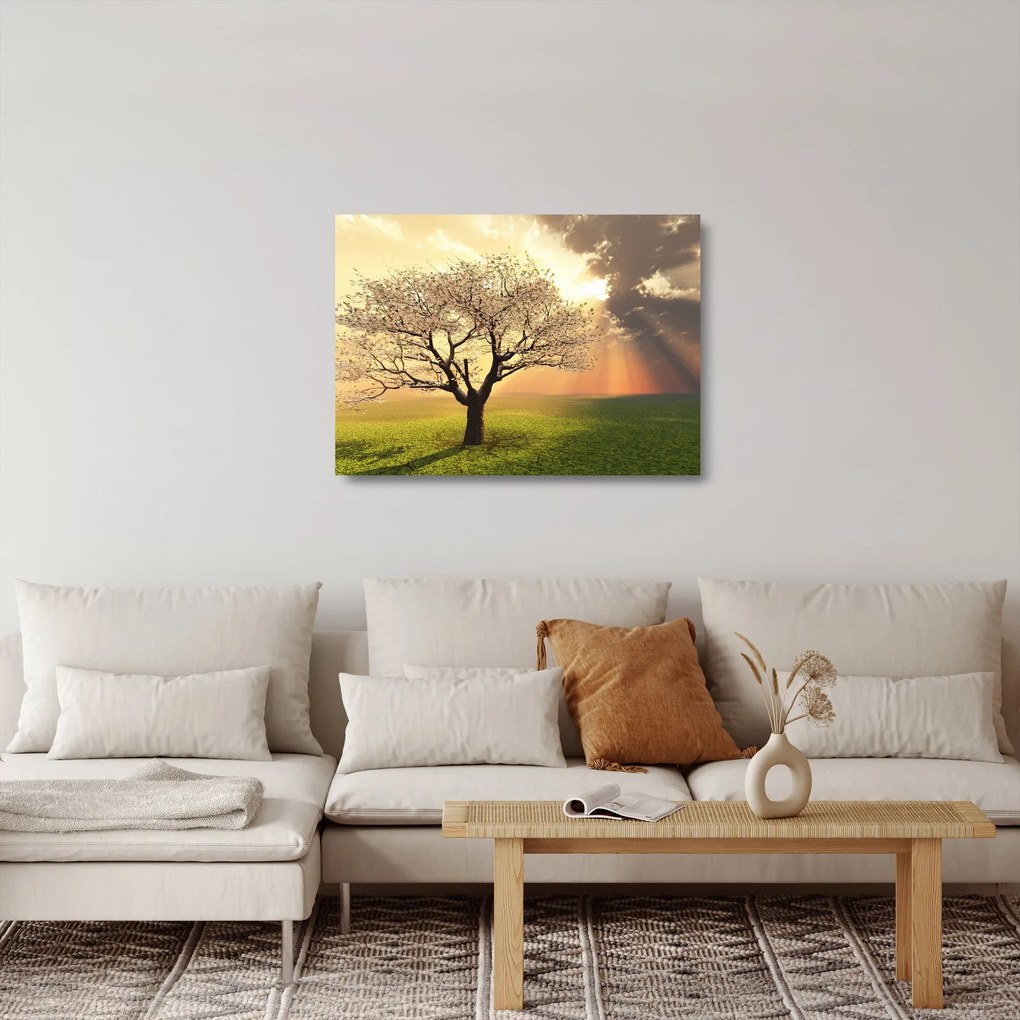 Obraz na szkle drzewa na łące (70x50 cm)