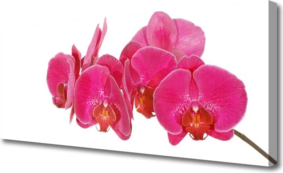 Obraz na płótnie Romantyczna Flora Ogrodowa