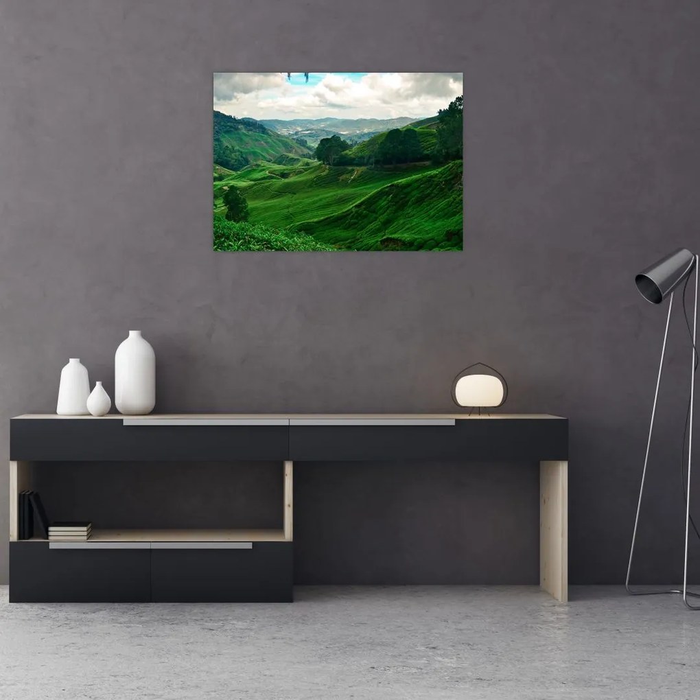 Obraz na szkle - Plantacje herbaty w Malezji (70x50 cm)