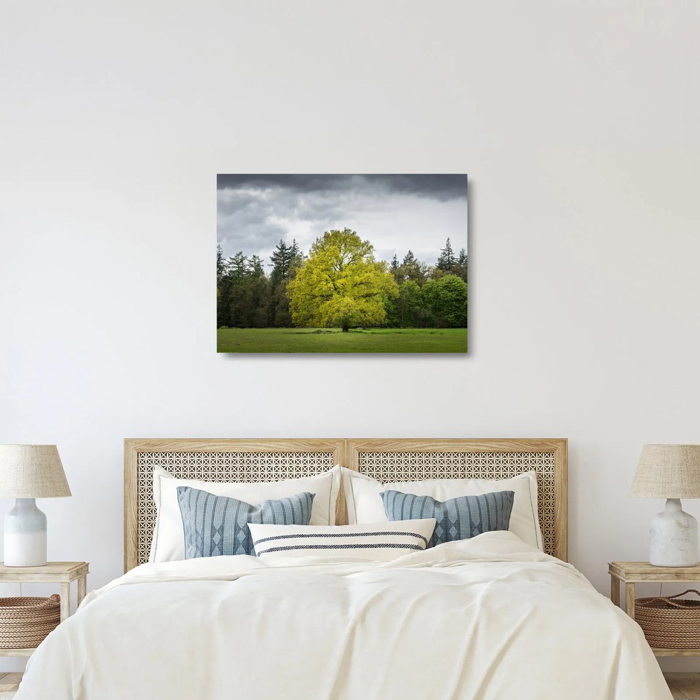 Obraz na szkle zielonego drzewa na środku pola (70x50 cm)