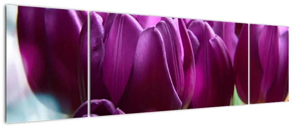 Obraz tulipanów (170x50 cm)