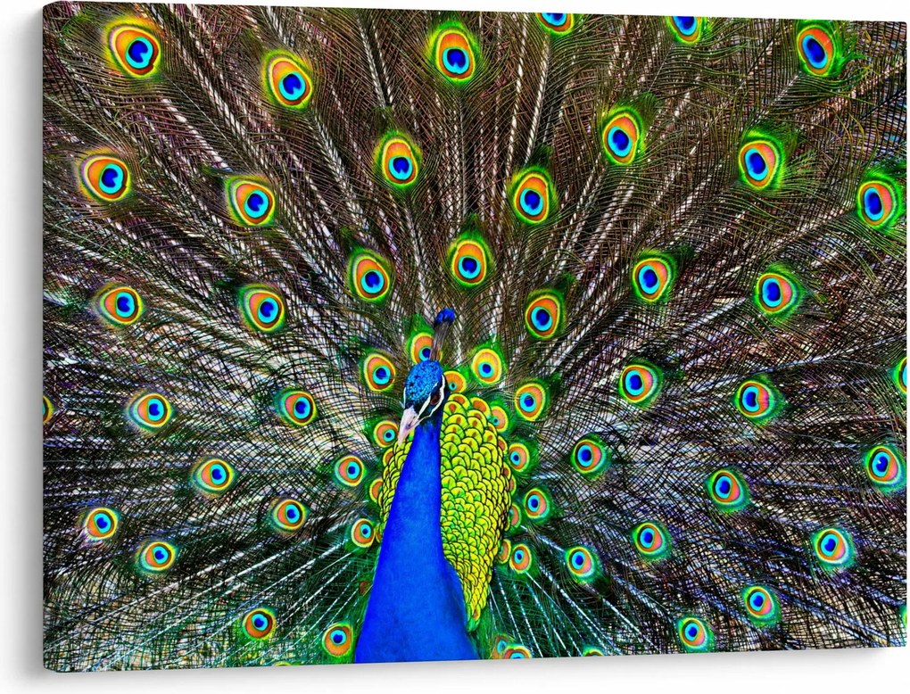 Obraz - Paw (70x50 cm)