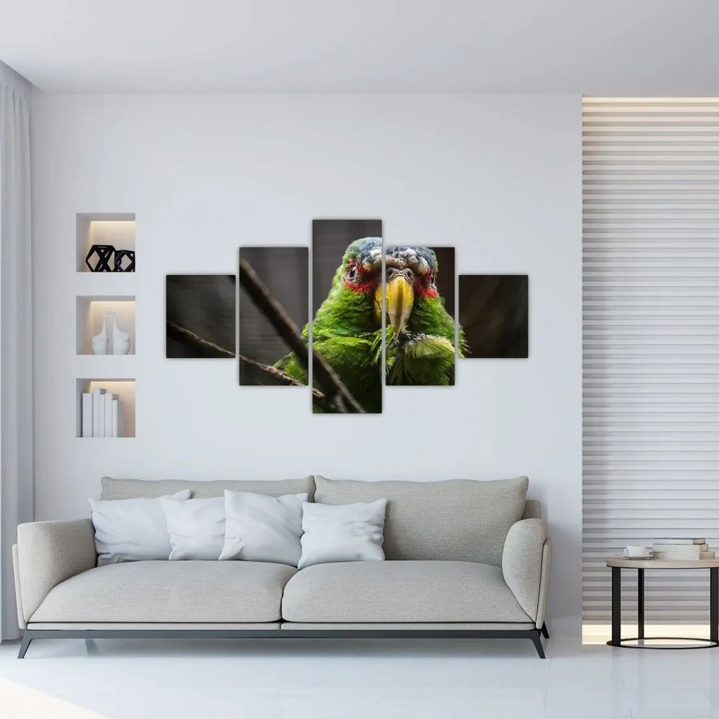Obraz papugi (125x70 cm)