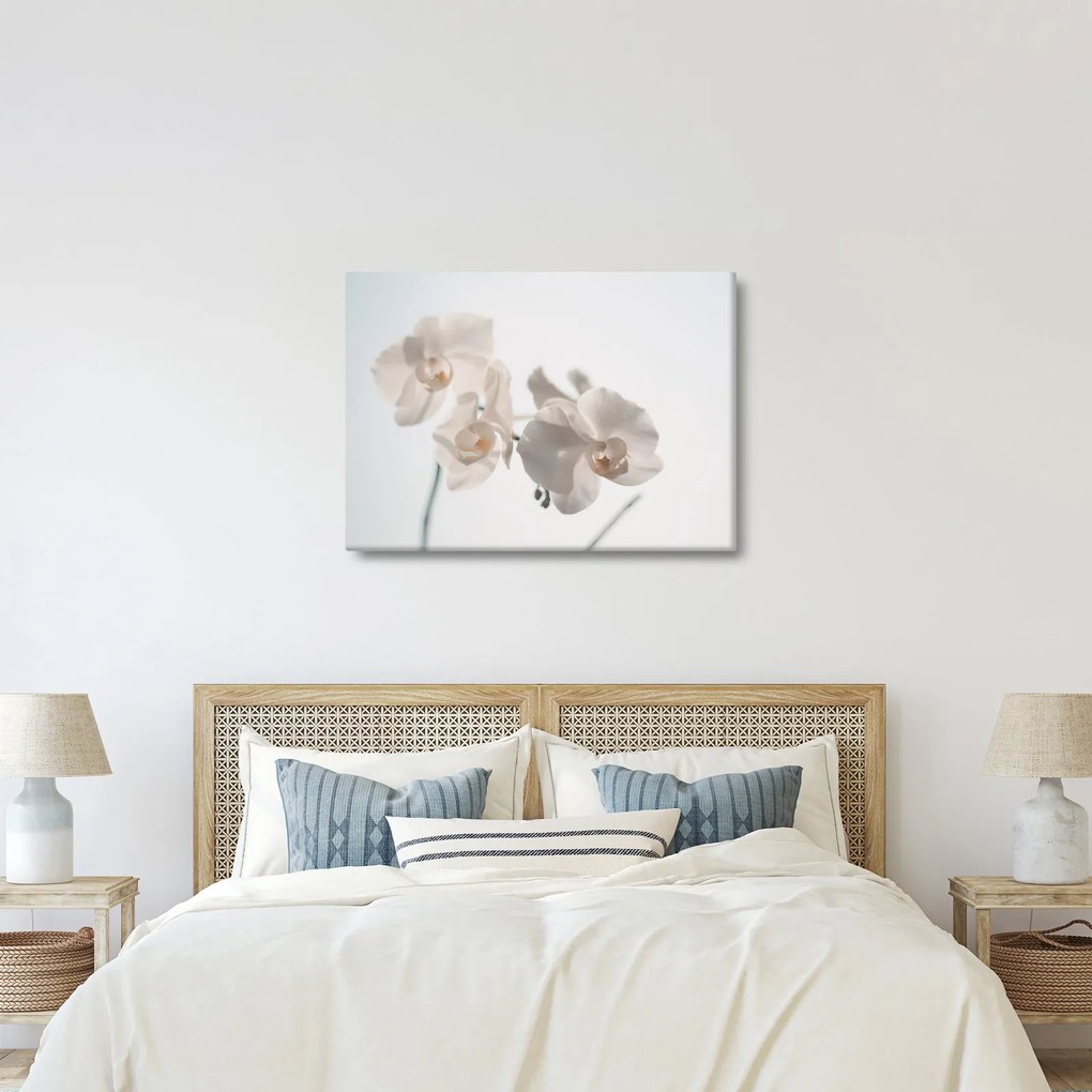 Obraz białej orchidei (70x50 cm)