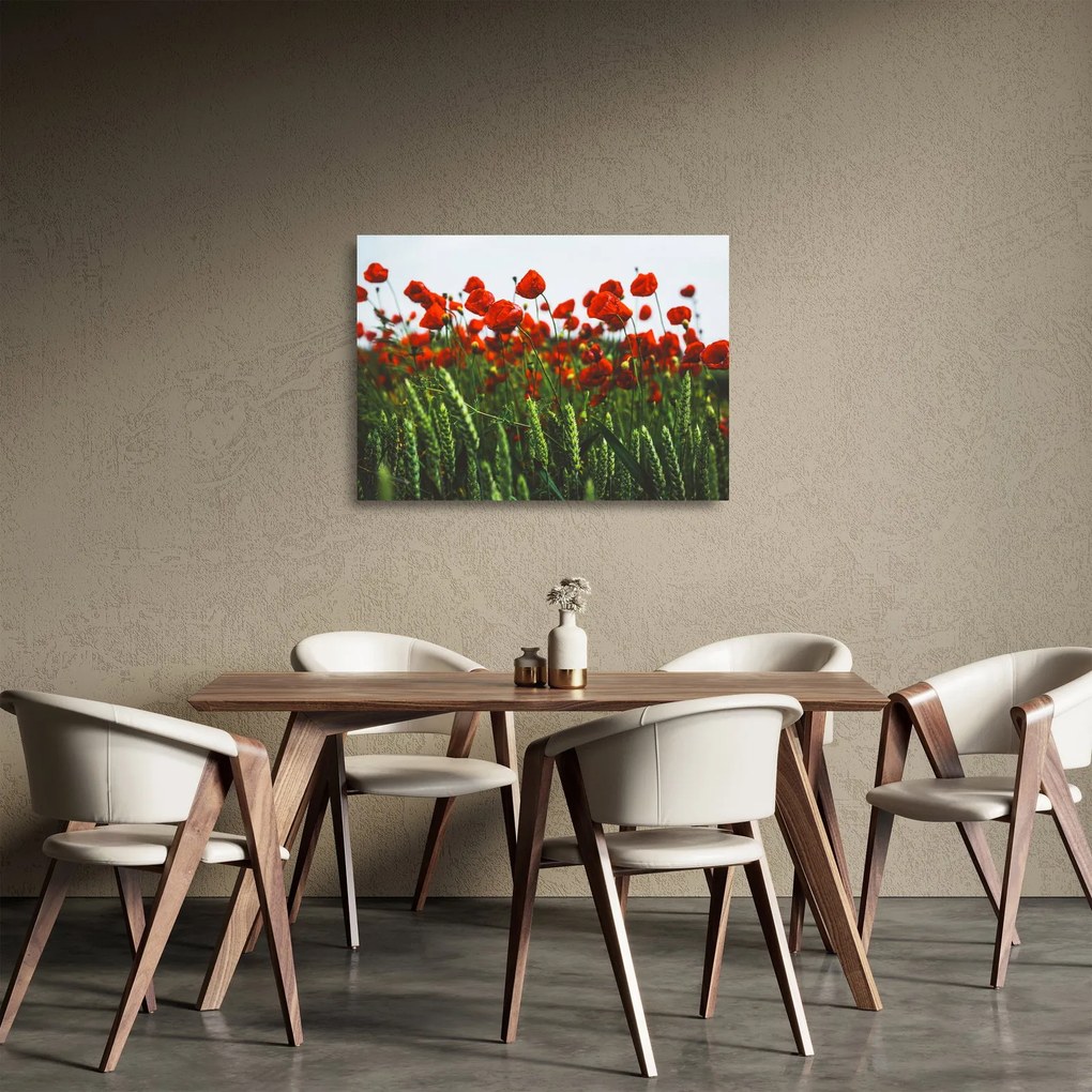 Obraz na szkle maków na wietrze (70x50 cm)