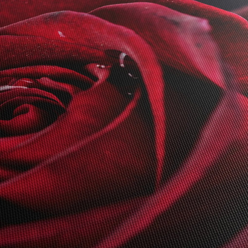 Obraz - Czerwona róża (125x70 cm)