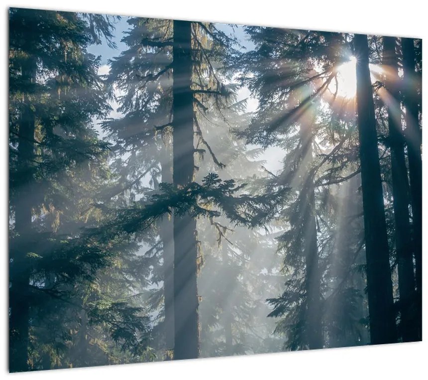 Obraz na szkle drzew, przez które prześwieca słońce (70x50 cm)