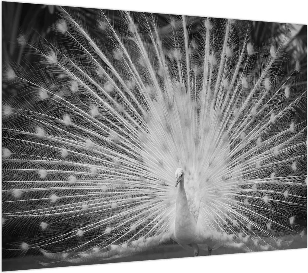 Obraz na szkle - Biały paw (70x50 cm)