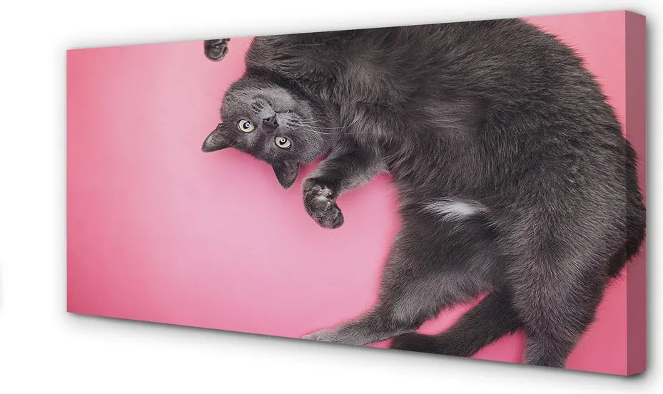 Zdjęcie na płótnie Leniwe Popołudnie Kota