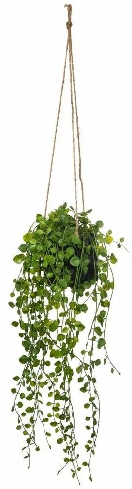 Sztuczny kwiat w doniczce Peperomia, wiszący, Ø 18 x 62 cm