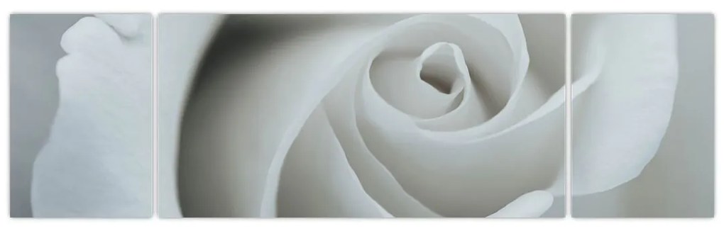 Obraz - Biała róża (170x50 cm)