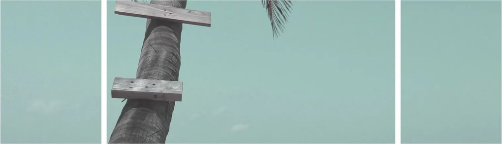 Obraz - Palma na Karaibach (170x50 cm)