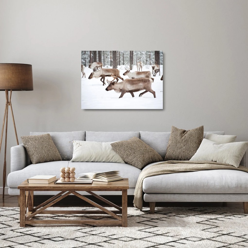 Obraz na szkle - Renifer (70x50 cm)