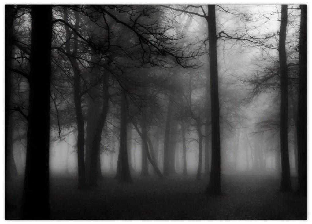 Obraz - Las we mgle (70x50 cm)