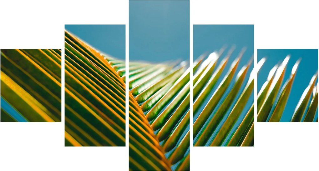 Obraz - Detal liścia palmowego (125x70 cm)