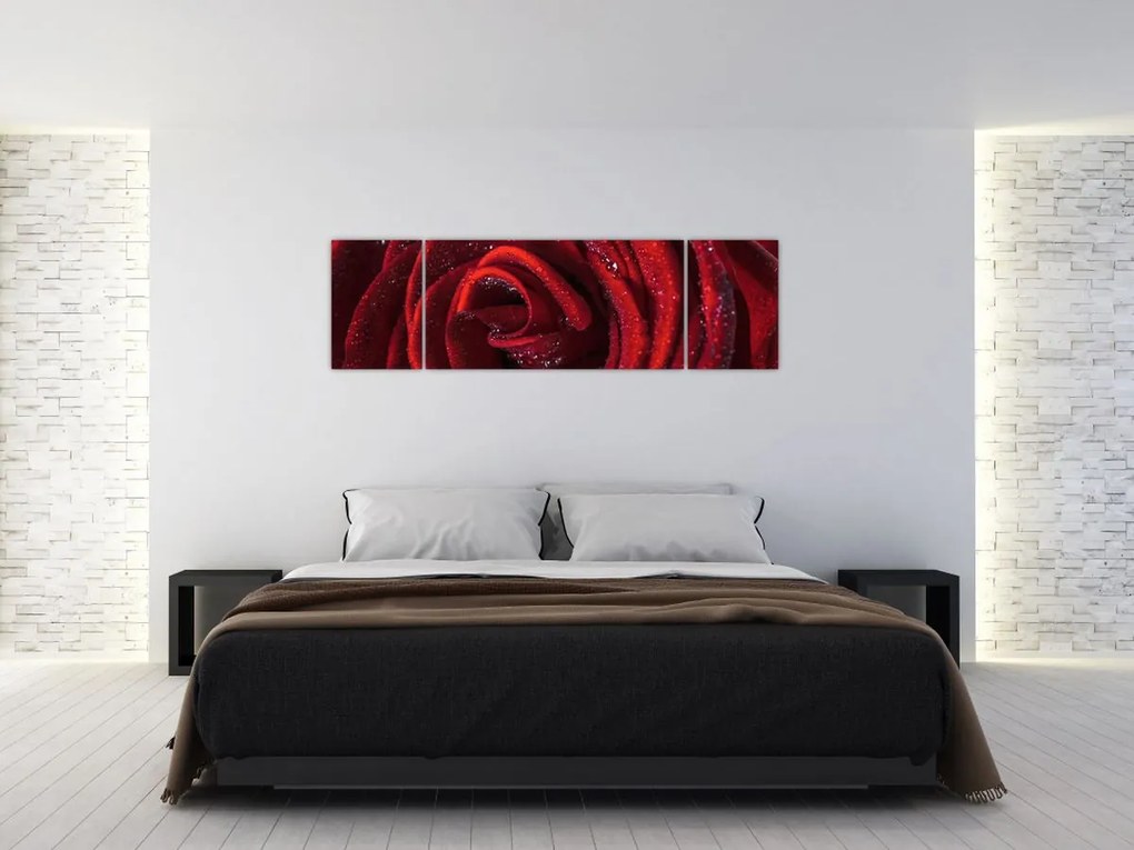 Obraz - Czerwona róża z kroplami rosy (170x50 cm)