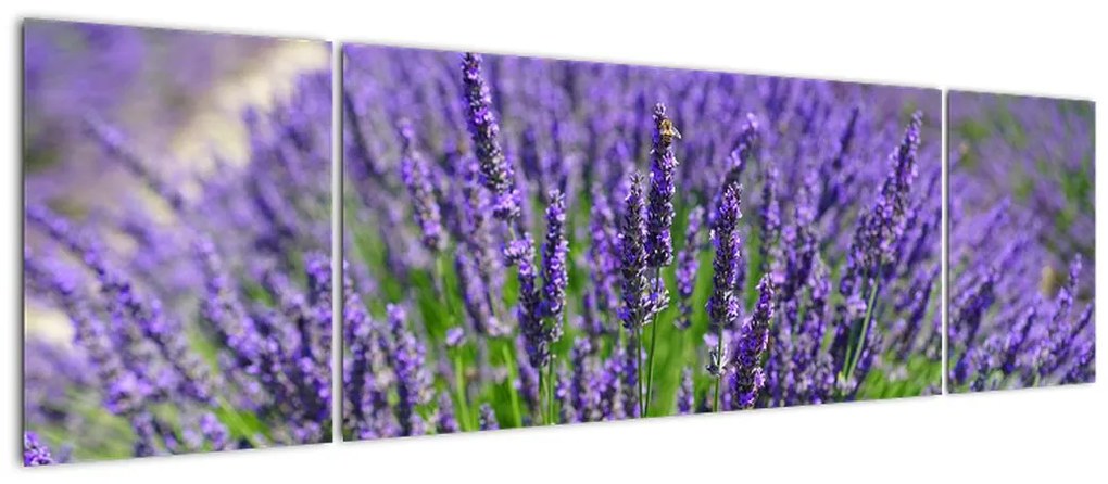 Obraz - lawenda (170x50 cm)
