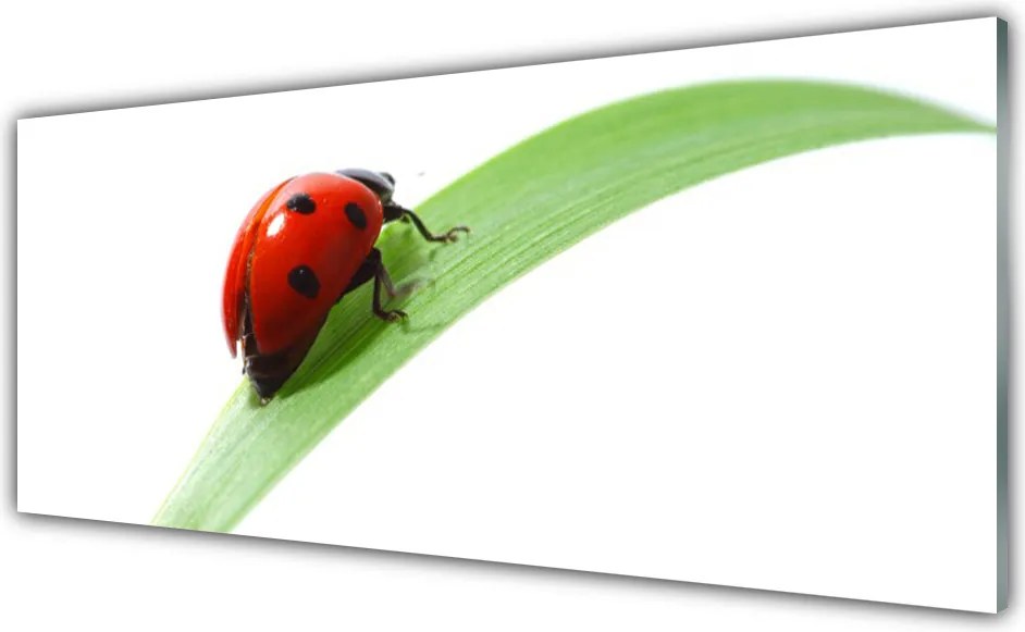 Panel Szklany Biedronka Na Zielonym Liściu