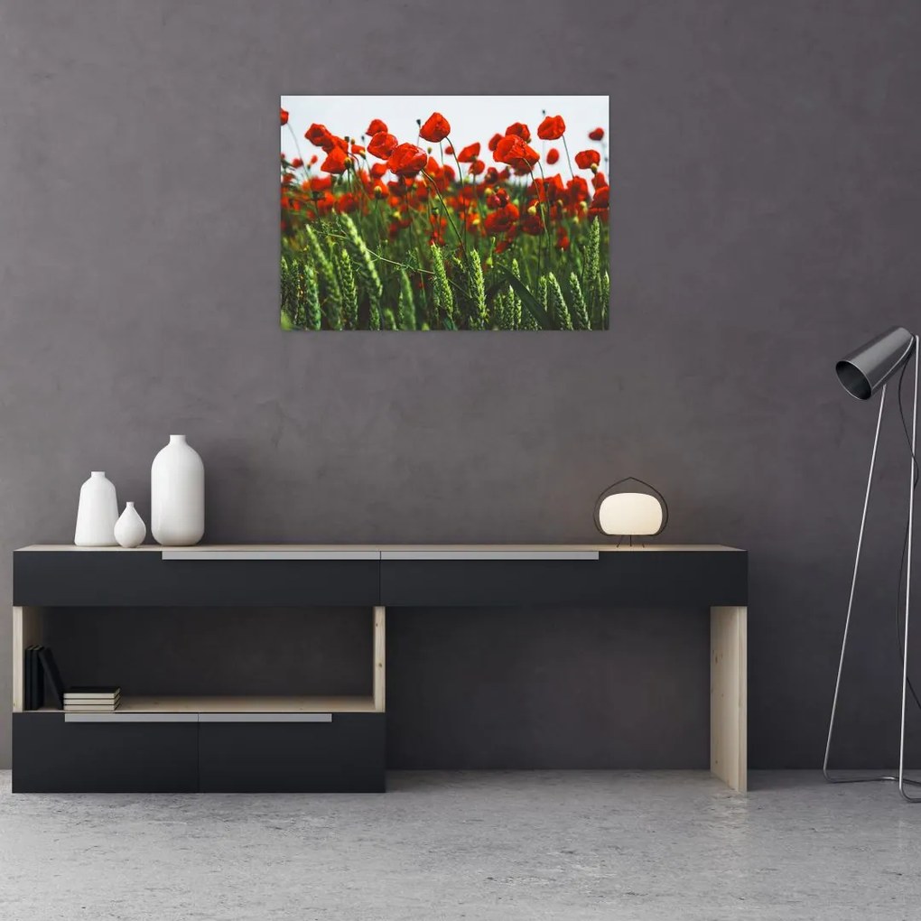 Obraz maków na wietrze (70x50 cm)