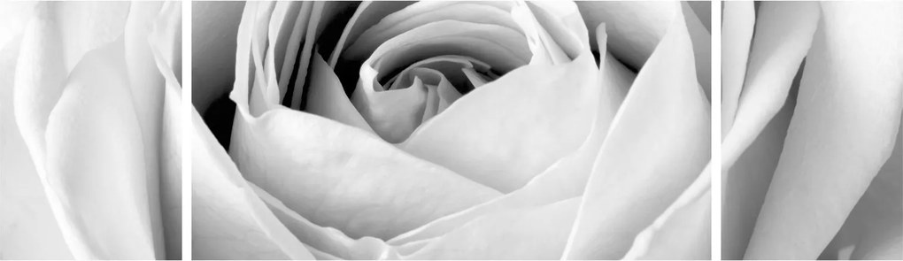 Obraz - Detal kwiatu róży (170x50 cm)