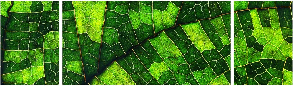 Obraz - Detal liścia (170x50 cm)