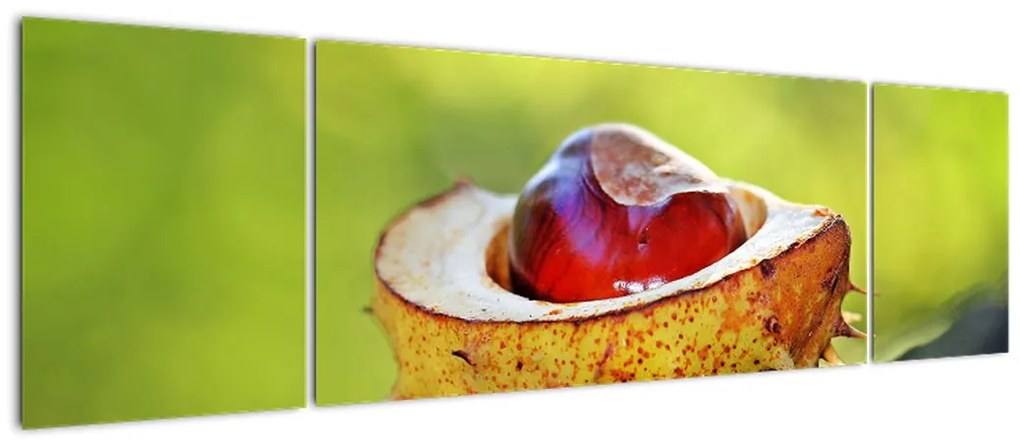 Obraz kasztanowów (170x50 cm)