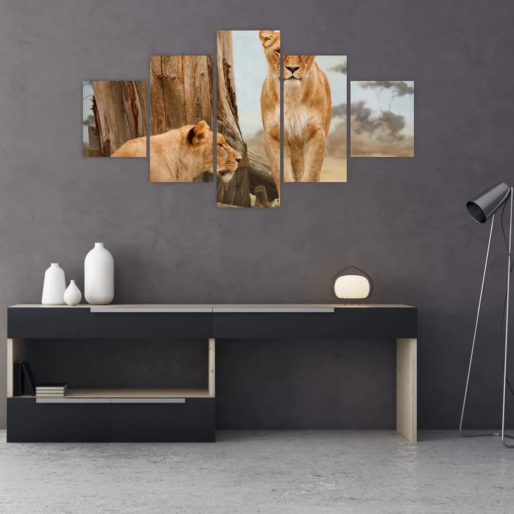 Obraz - dwie lwice (125x70 cm)