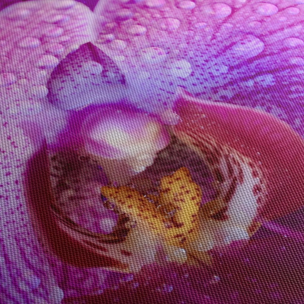Zbliżenie kwiatu orchidei (70x50 cm)