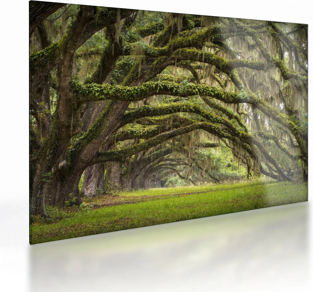 Obraz na szkle - Oaks Avenue, Charleston, Karolina Południowa, USA (70x50 cm)