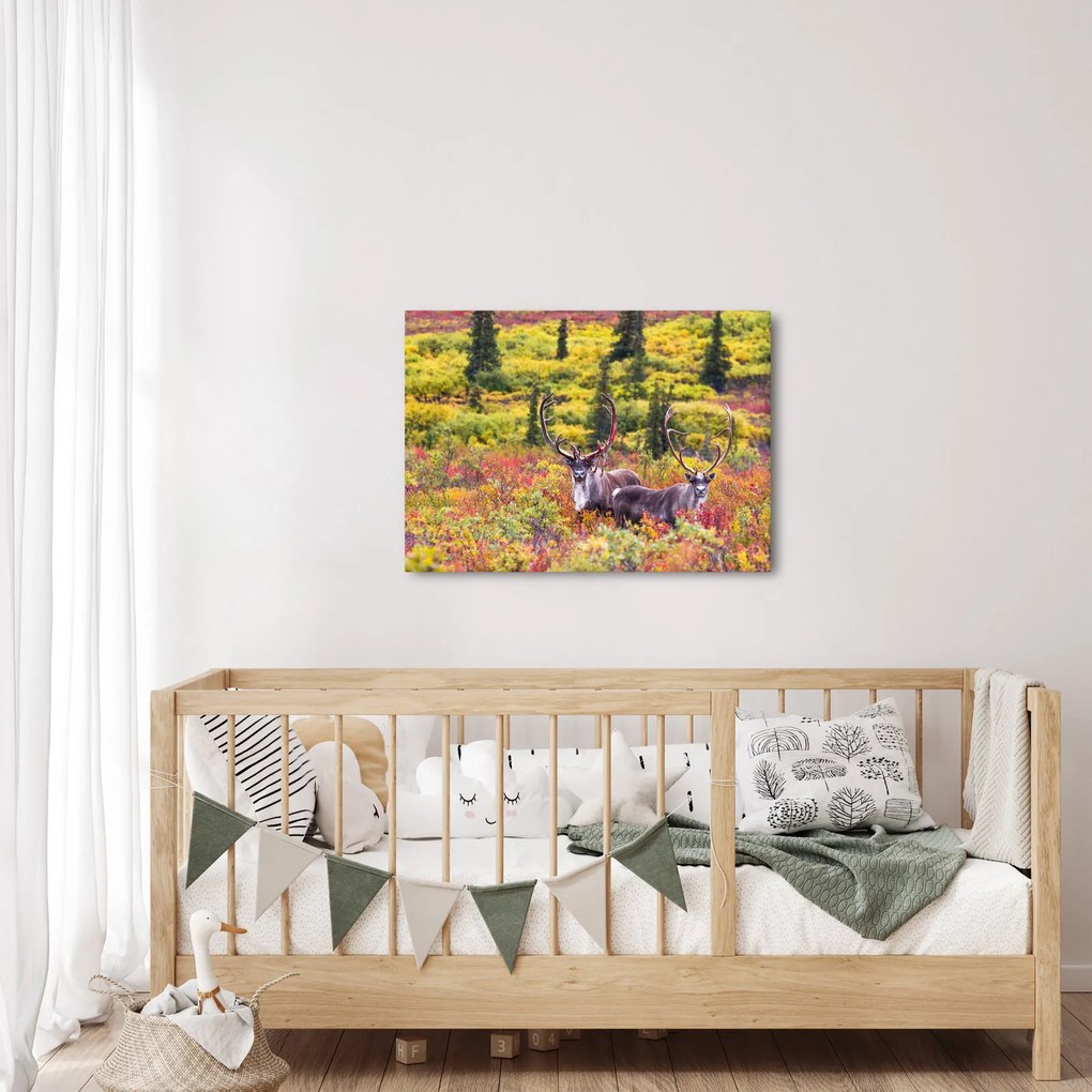 Obraz - Renifer tundrowy (70x50 cm)