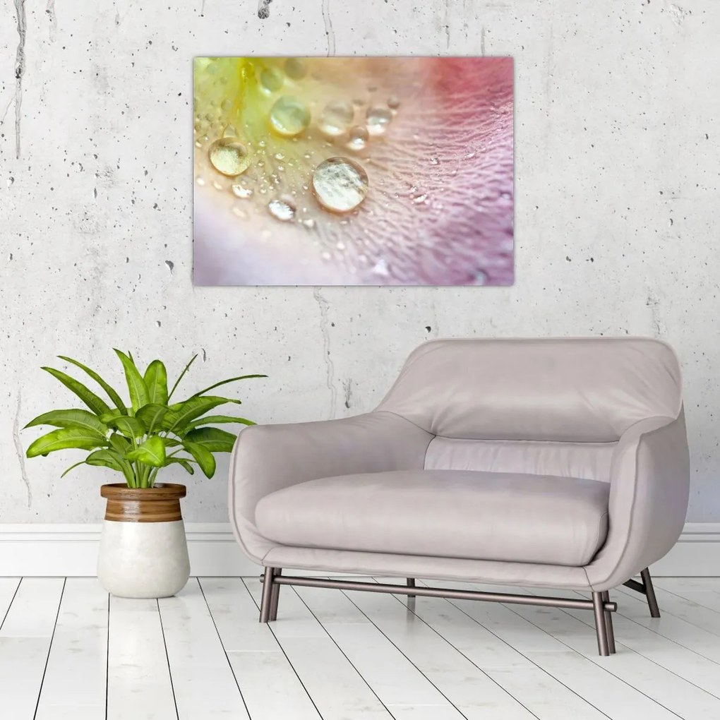 Obraz - Krople rosy (70x50 cm)