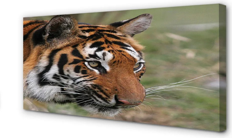 Zdjęcie na płótnie Tygrys w Leśnym Otoczeniu