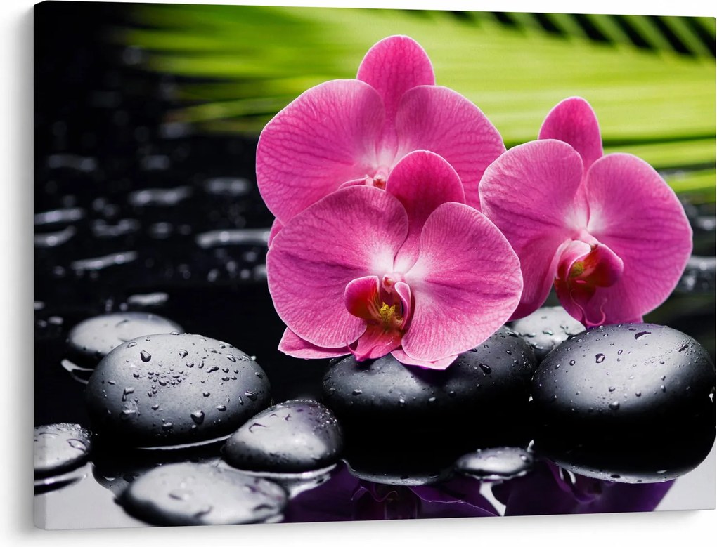 Obraz - Różowe orchidee z liściem palmy (70x50 cm)