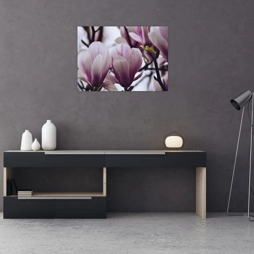 Obraz - Magnolia (70x50 cm)