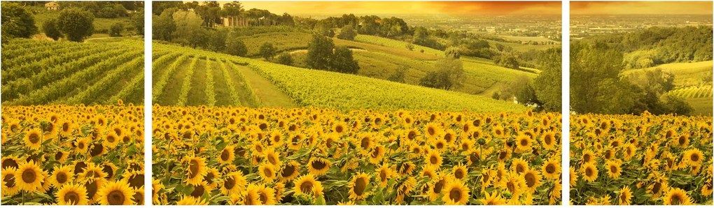 Obraz - Pole słoneczników (170x50 cm)
