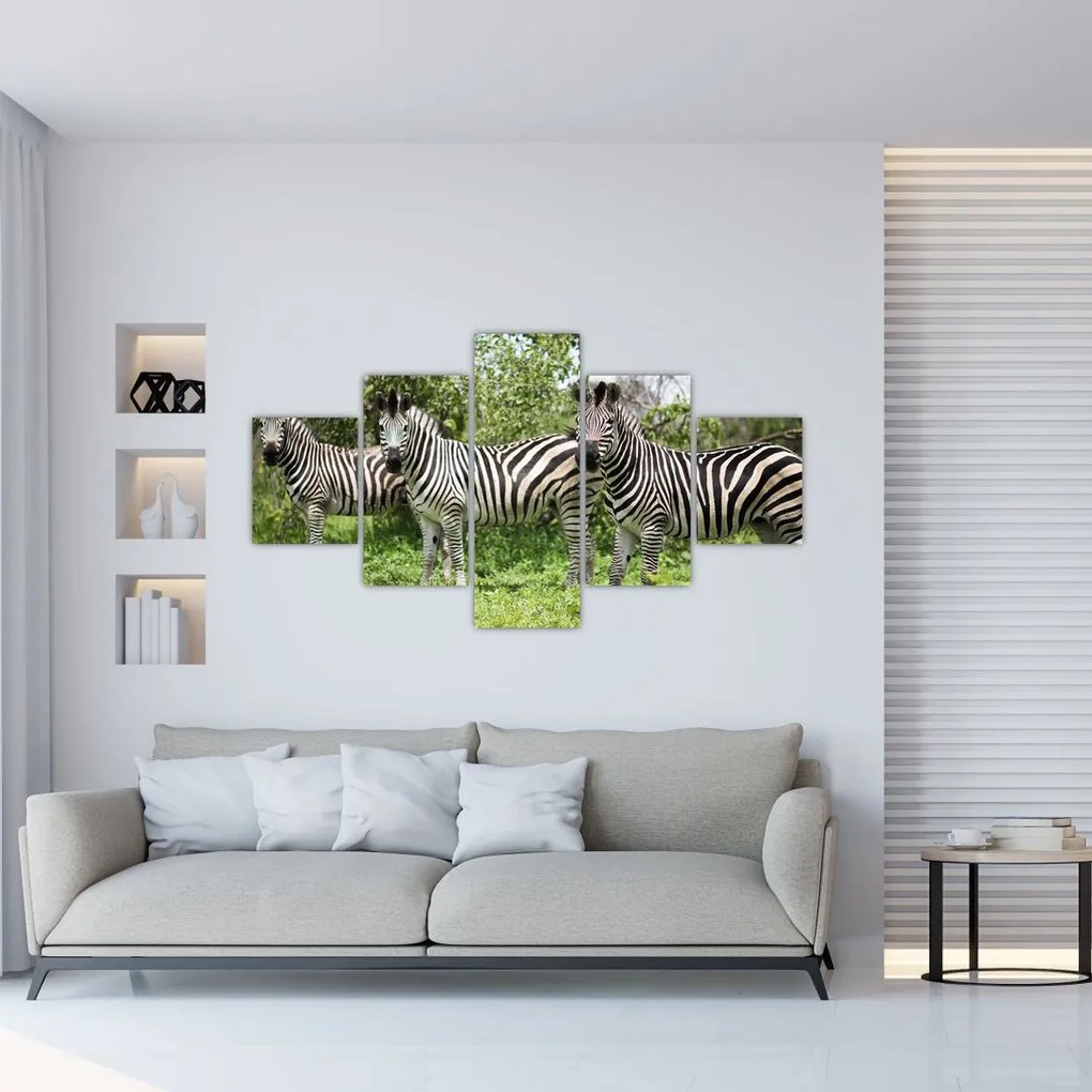 Obraz z zebrami (125x70 cm)