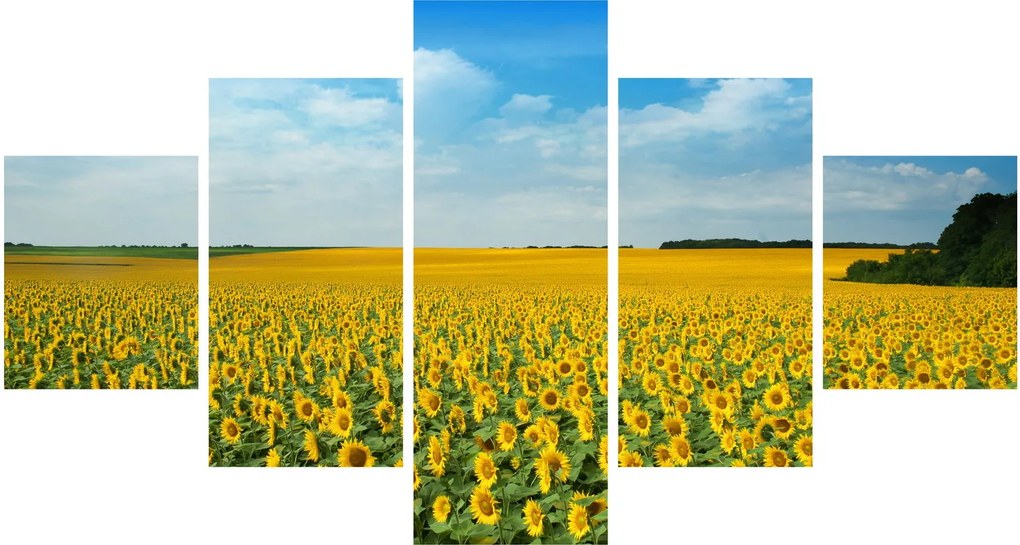 Obraz - ciąg słoneczników (125x70 cm)