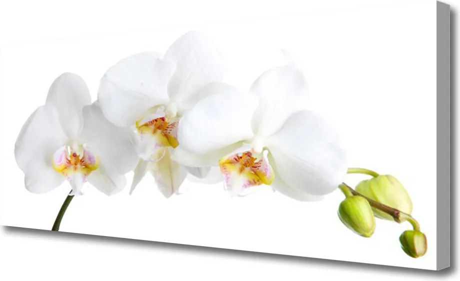 Duży obraz na płótnie Pastelowy Bukiet Botaniczny