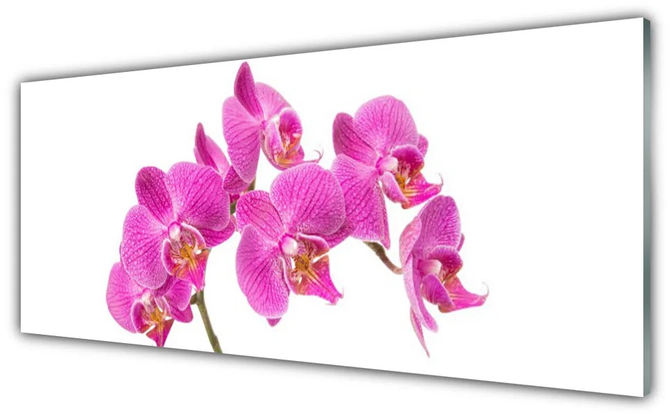 Obraz Akrylowy Orchidea Kwiaty Natura