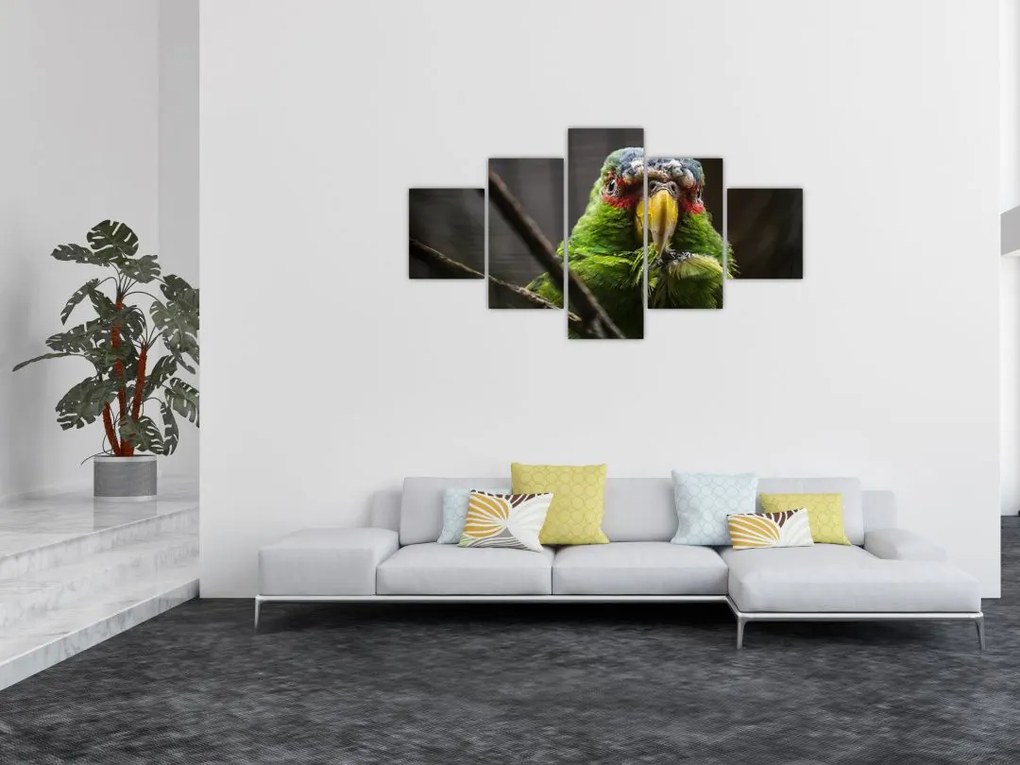 Obraz papugi (125x70 cm)