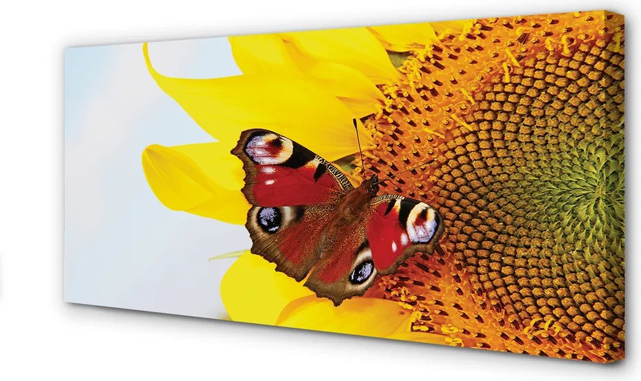 Obraz drukowany na płótnie Motyl na Słoneczniku