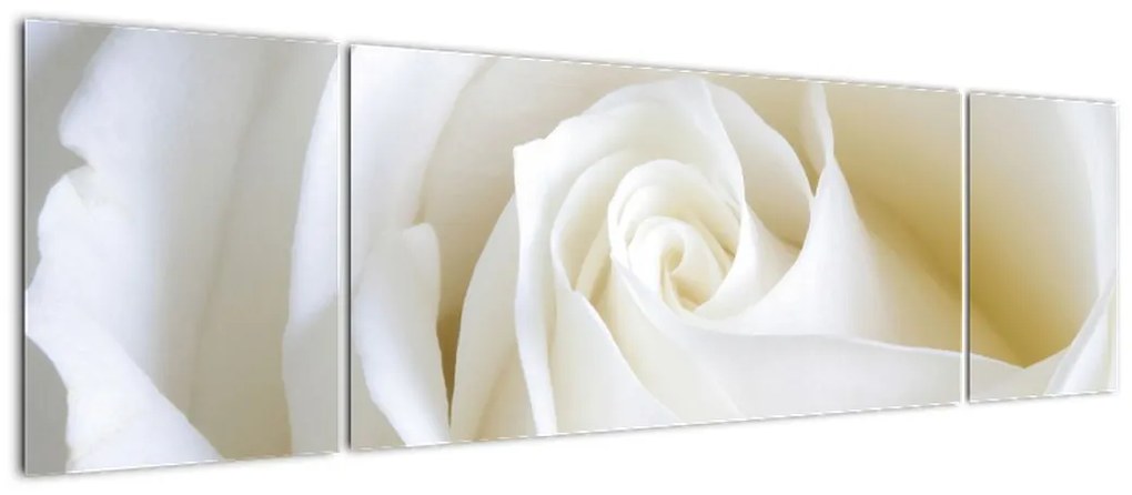 Obraz białej róży (170x50 cm)