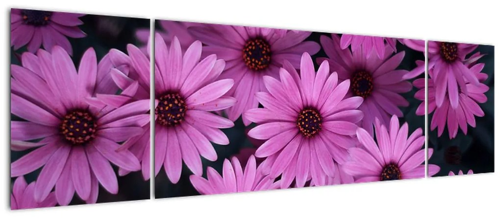 Obraz różowych kwiatów (170x50 cm)