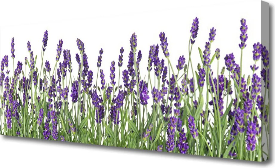 Obraz drukowany na płótnie Elegancja Polnych Roślin