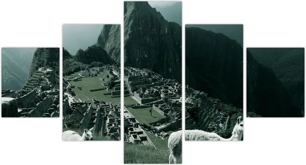 Obraz - Lamy w Machu Picchu w Peru (125x70 cm)