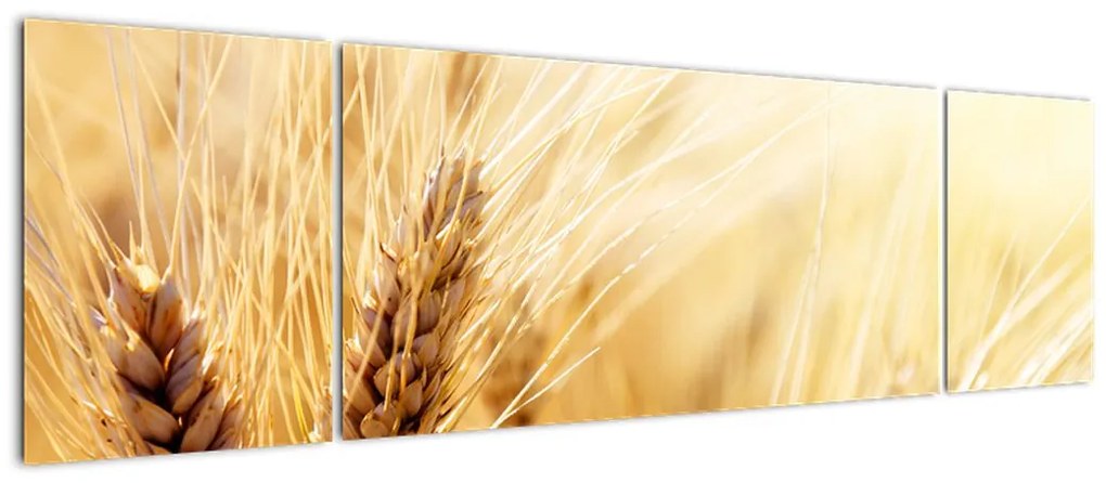 Obraz - szczegóły ziarna (170x50 cm)