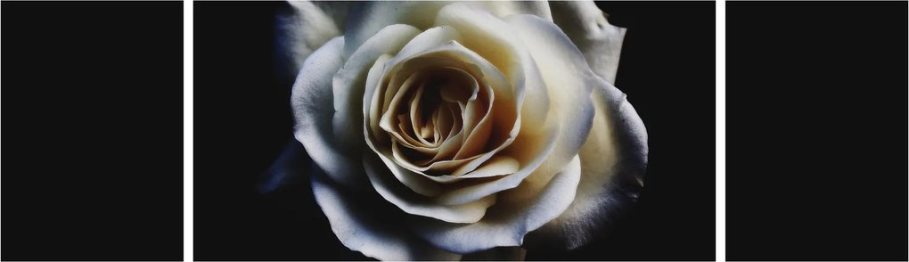 Obraz białej róży (170x50 cm)