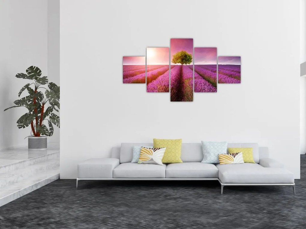 Obraz pola z lawendą (125x70 cm)